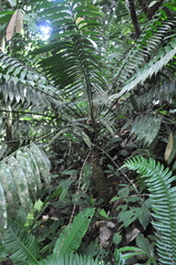 Zamia elegantissima