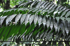 Zamia elegantissima