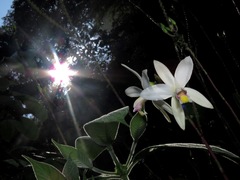 Bromheadia finlaysoniana