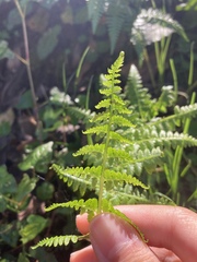 Athyrium oppositipennum