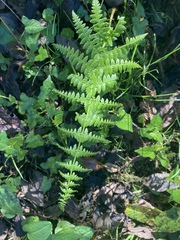Athyrium oppositipennum