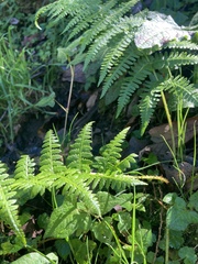 Athyrium oppositipennum