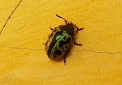 Calligrapha fulvipes