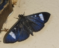 Erilusa leucoplagalis