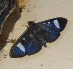Erilusa leucoplagalis