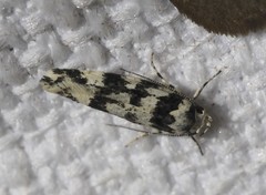 Lichenaula melanoleuca