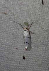 Enaemia atrolinea