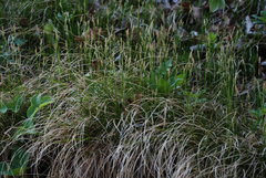 Carex alba