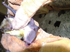 Scotophilus dinganii