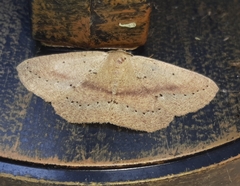 Sabulodes colombiata