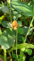 Tephrosia tinctoria