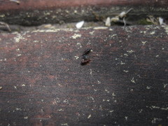 Cimicoidea
