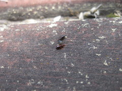 Cimicoidea
