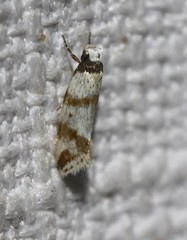 Isomoralla gephyrota