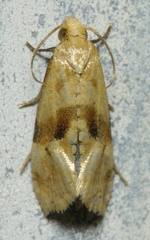 Gynnidomorpha romonana