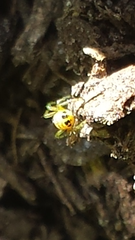 Bijoaraneus praesignis
