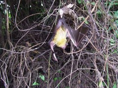 Scotophilus dinganii