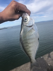 Hyperprosopon argenteum