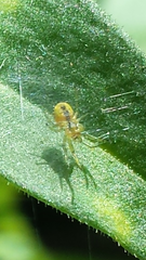 Bijoaraneus praesignis