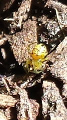 Bijoaraneus praesignis