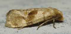 Gynnidomorpha romonana