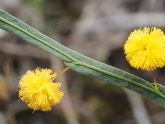 Alatae