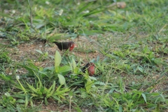 Lagonosticta rufopicta