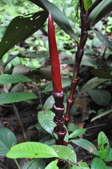 Costus vinosus