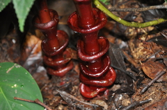 Costus vinosus