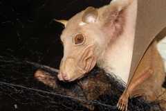 Epomophorus gambianus