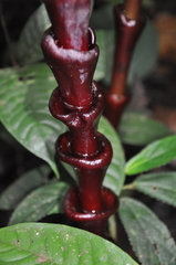 Costus vinosus