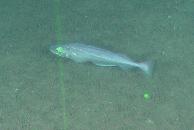 Pacific Hake on July 13, 2008 at 04:50 AM by Jackson W.F. Chu · iNaturalist