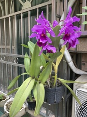 Guarianthe