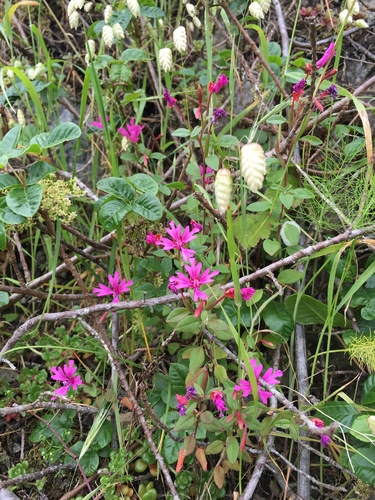 Red ribbons (Clarkia concinna)