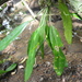 Anthurium pittieri - Photo (c) ramon_d, algunos derechos reservados (CC BY-NC), subido por ramon_d