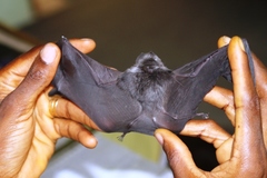 Hipposideros