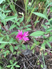 Clarkia concinna raichei