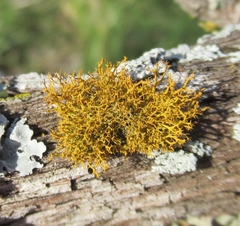 Teloschistes exilis