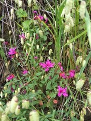Clarkia concinna raichei