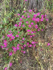 Clarkia concinna raichei