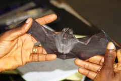 Hipposideros
