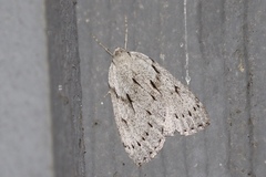 Philedia punctomacularia