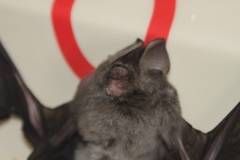 Hipposideros