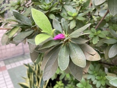 Rhododendron × pulchrum