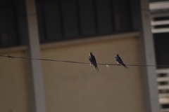 Cecropis senegalensis