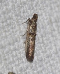 Hypargyria metalliferella