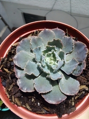 Echeveria shaviana