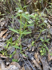 Mitracarpus breviflorus