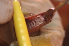 Epomophorus gambianus