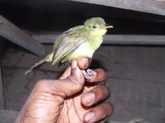 Phyllastrephus icterinus